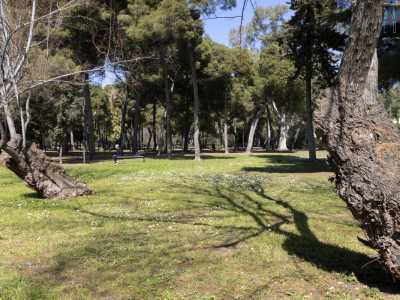 ...pi� esteso del precedente ma nettamente pi� bisognoso di cura